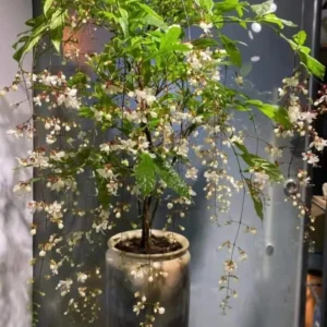 2 Clerodendrum Wallichii Live Plants, 4-8 Inch Tall, White Blooms, Ideal for Indoor or Outdoor Gardens