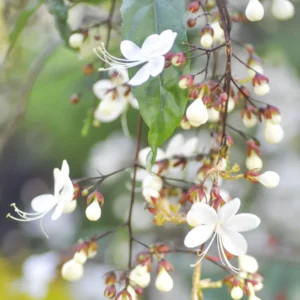 Clerodendrum Wallichii Live Plant, 4-8 Inch Tall, White Flowers, Easy Care Indoor Outdoor Houseplant