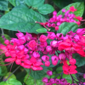 2 Clerodendrum Bleeding Heart Plants, 4-8 Inch Tall, Vine for Flowering, Ideal for Indoor Outdoor Gardens