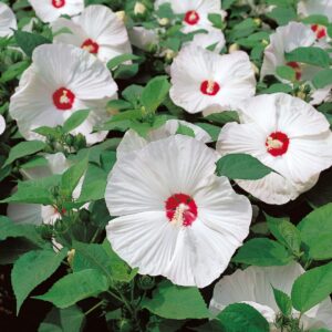 Hardy Hibiscus Plants Live, White Hibiscus Plant, Hibiscus Tree Live Plant,6 to 9 Inch, Well-Rooted, Hardy Perennial, White Flower