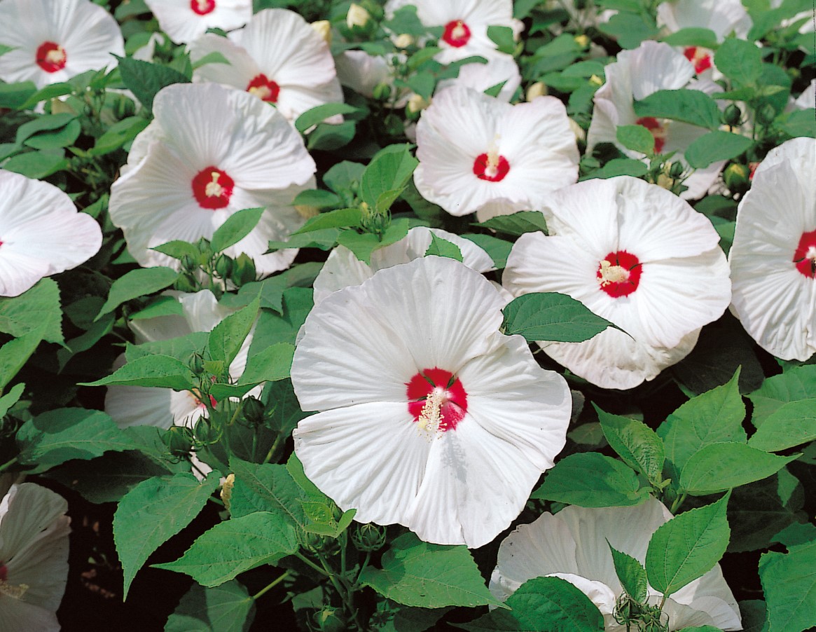 Hardy Hibiscus Plants Live, White Hibiscus Plant, Hibiscus Tree Live Plant,6 to 9 Inch, Well-Rooted, Hardy Perennial, White Flower