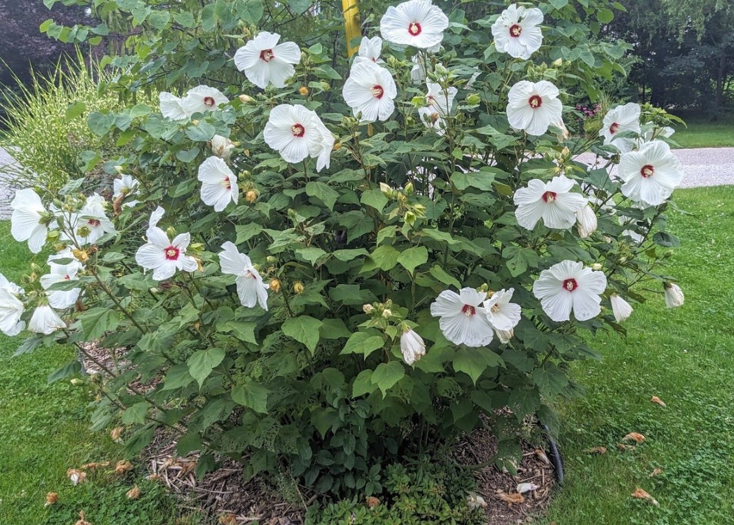 Hardy Hibiscus Plants Live, White Hibiscus Plant, Hibiscus Tree Live Plant,6 to 9 Inch, Well-Rooted, Hardy Perennial, White Flower - Image 8