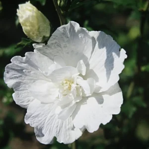 Set of 2 Rose of Sharon Plants Live, 6-12 Inches Tall, Hibiscus Syriacus, Althea Shrub for Outdoor Gardens