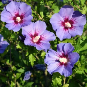 Set of 2 Rose of Sharon Plants Live, 6-12 Inches Tall, Hibiscus Syriacus, Althea Shrub for Outdoor Gardens