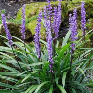 6 Liriope Plants Live, Lily Turf Liriope Muscari, Ornamental Grass, Starter Plants, 6 Inch Height