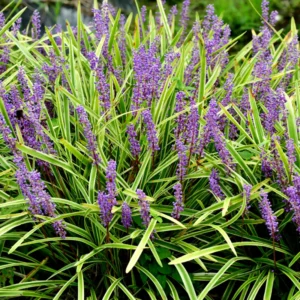 Set of 3 Liriope Muscari Plants Live, Lily Turf Ground Cover, 6 Inch Starter Plants for Landscaping