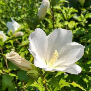 Althea Rose of Sharon Plant Live, 12-24 Inches Tall, Hibiscus Syriacus, Flowering Shrub for Outdoor Spaces