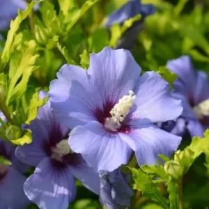 Purple Rose Of Sharon Plant