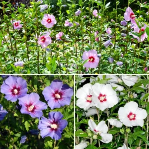 Set of 2 Rose of Sharon Live Plants, 12-24 Inches Tall, Hibiscus Syriacus, Althea Flowering Shrubs for Outdoor Spaces