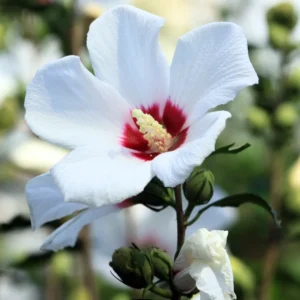 Set of 4 Rose of Sharon Live Plants, 6-14 Inches Tall, Hibiscus Syriacus, Flowering Shrubs for Landscaping