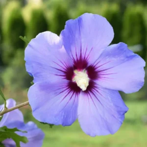 Set of 4 Rose of Sharon Live Plants, 6-14 Inches Tall, Hibiscus Syriacus, Flowering Shrubs for Landscaping