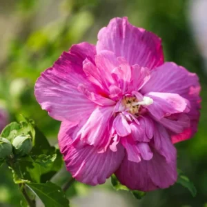 10 Althea Rose of Sharon Cuttings, Hibiscus Syriacus, Flowering Shrub for Home Gardens