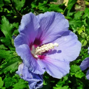 10 Althea Rose of Sharon Cuttings, Hibiscus Syriacus, Flowering Shrub for Home Gardens