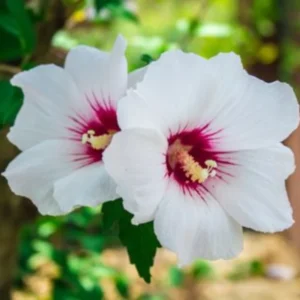 Set of 20 Althea Rose of Sharon Cuttings, Hibiscus Syriacus, Flowering Shrub for Home Gardens