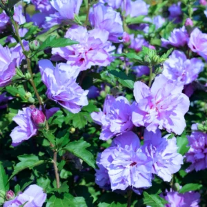Set of 20 Althea Rose of Sharon Cuttings, Hibiscus Syriacus, Flowering Shrub for Home Gardens