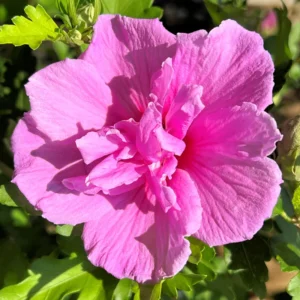 Set of 20 Althea Rose of Sharon Cuttings, Hibiscus Syriacus, Flowering Shrub for Home Gardens