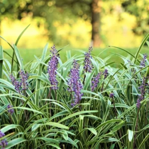 Lily Turf Liriope Muscari Live Plant Clump, 6 Inch Pot, Aztec Ornamental Grass Plant Live for Ground Cover or Edging