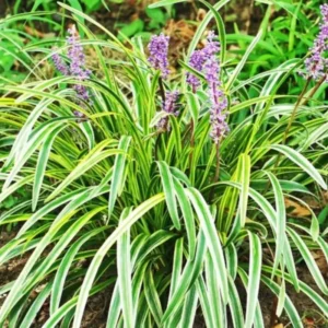 Lily Turf Liriope Muscari Live Plant Clump, 6 Inch Pot, Aztec Ornamental Grass Plant Live for Ground Cover or Edging