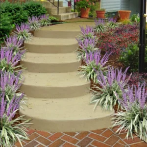 Lily Turf Liriope Muscari Live Plant Clump, 6 Inch Pot, Aztec Ornamental Grass Plant Live for Ground Cover or Edging