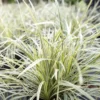 Liriope Muscari Live Plant, Aztec Ornamental Grass Plant Live Clump, 6 Inch Pot, Ground Cover or Border Grass