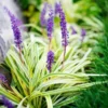 Liriope Muscari Lily Turf Live Plant, Aztec Ornameantal Grass Plant Live Clump, In 6 Inch Pot, Perfect for Ground Cover and Landscaping