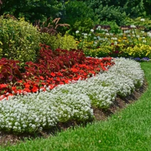 White Alyssum Plant Live, Sweet Alyssum Flowers Plant 8 Inc Tall, In 3 Inch Pot, Alyssum Perennial Flower Beds Garden