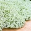 3 Sweet Alyssum Plants Live, White Alyssum Flowers, 8 Inch Tall in 3 Inch Pot, Perfect for Perennial Flower Beds
