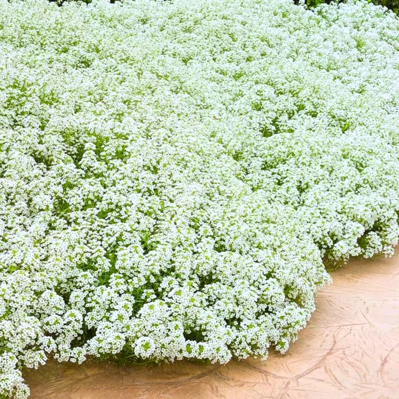 White Alyssum Plant Live, Sweet Alyssum Flowers Plant 8 Inc Tall, In 3 Inch Pot, Alyssum Perennial Flower Beds Garden