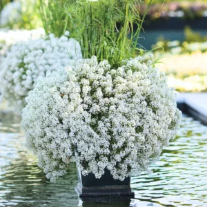 White Alyssum Plant Live, Sweet Alyssum Flowers Plant 8 Inc Tall, In 3 Inch Pot, Alyssum Perennial Flower Beds Garden