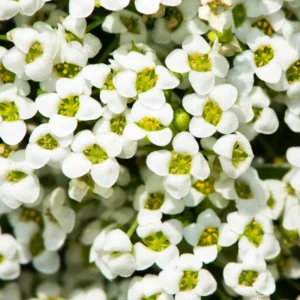 White Alyssum Plant Live, Sweet Alyssum Flowers Plant 8 Inc Tall, In 3 Inch Pot, Alyssum Perennial Flower Beds Garden