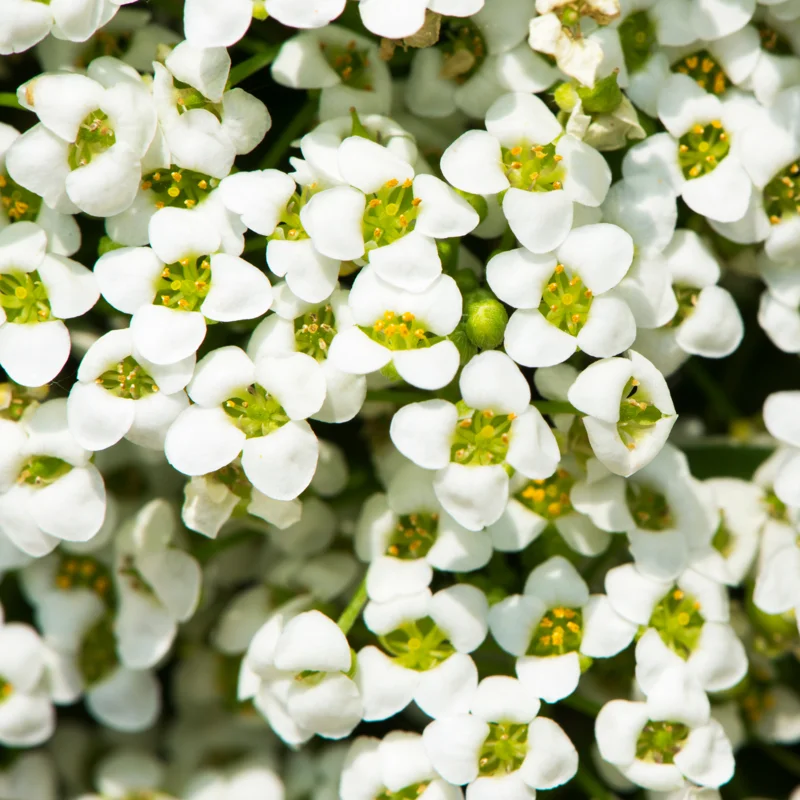 White Alyssum Plant Live, Sweet Alyssum Flowers Plant 8 Inc Tall, In 3 Inch Pot, Alyssum Perennial Flower Beds Garden