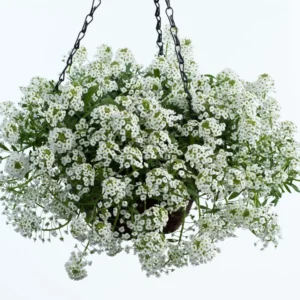 2 White Alyssum Plants Live, 8 Inch Tall, Sweet Alyssum Perennial Plant, Ideal for Flower Beds, 3 Inch Pot