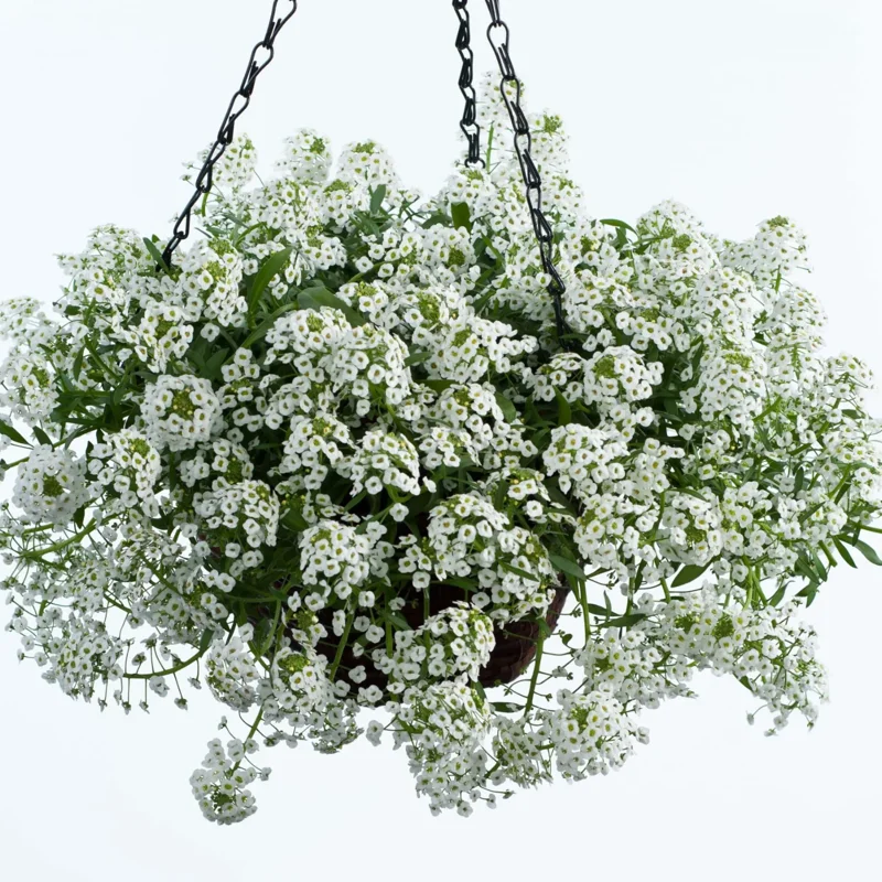2 White Alyssum Plants Live, 8 Inch Tall, Sweet Alyssum Perennial Plant, Ideal for Flower Beds, 3 Inch Pot
