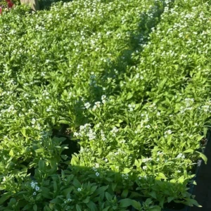 2 White Alyssum Plants Live, 8 Inch Tall, Sweet Alyssum Perennial Plant, Ideal for Flower Beds, 3 Inch Pot