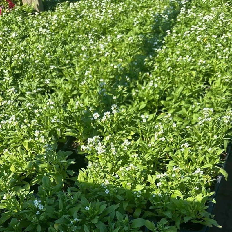2 White Alyssum Plants Live, 8 Inch Tall, Sweet Alyssum Perennial Plant, Ideal for Flower Beds, 3 Inch Pot