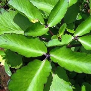 Live Kalanchoe Pinnata Plant, 4-8 Inch Tall Succulent Plant Live in 4 Inch Pot, Mother of Thousands Plant