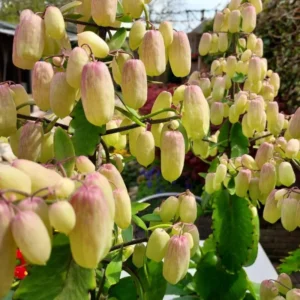 Live Kalanchoe Pinnata Plant, 4-8 Inch Tall Succulent Plant Live in 4 Inch Pot, Mother of Thousands Plant