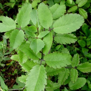Live Kalanchoe Pinnata Plant, 4-8 Inch Tall Succulent Plant Live in 4 Inch Pot, Mother of Thousands Plant