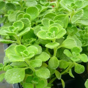 Plectranthus Vick Tomentosa Succulent Plant Live, In 4 Inch Pot For Indoor Outdoor Plant