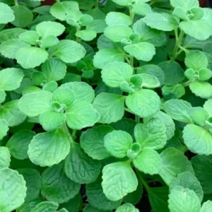 Plectranthus Vick Tomentosa Succulent Plant Live, In 4 Inch Pot For Indoor Outdoor Plant
