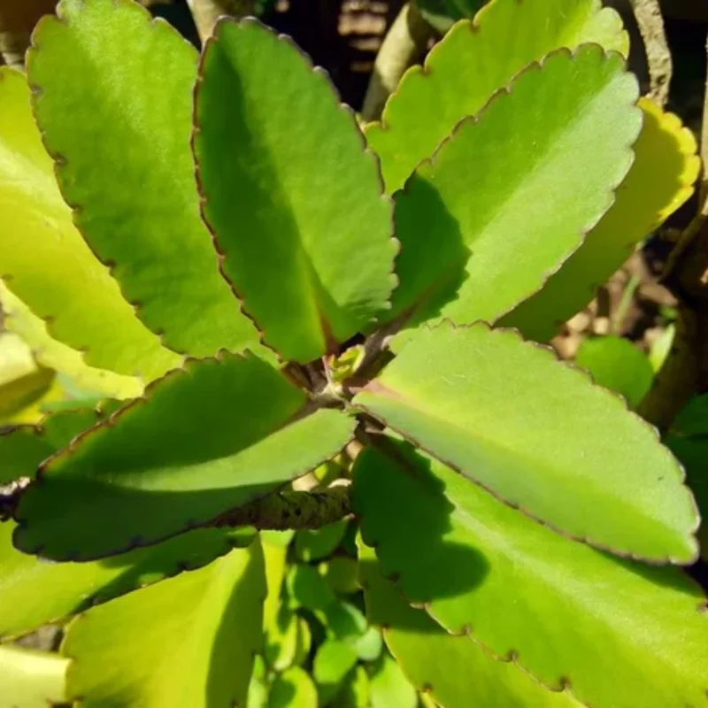 Mother of Thousands Plant Live, Kalanchoe Pinnata Succulent 4-8 Inch Tall, in 4 Inch Pot
