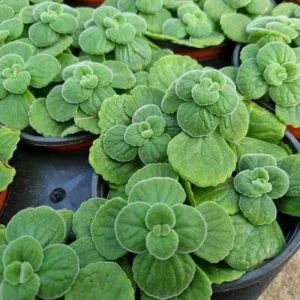 Plectranthus Vick Tomentosa Live Succulent Plant, 4 Inch Pot, Plectranthus Houseplant