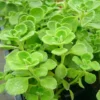 2 Succulent Plectranthus Vick Tomentosa Live Plants, Come in 4 Inch Pot, Indoor Outdoor Plant