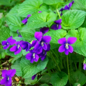 Pack 12 Blue Purple Violet Plants Live, Violet Plants for Garden Planting, Vibrant Blue Purple Colored Flowers