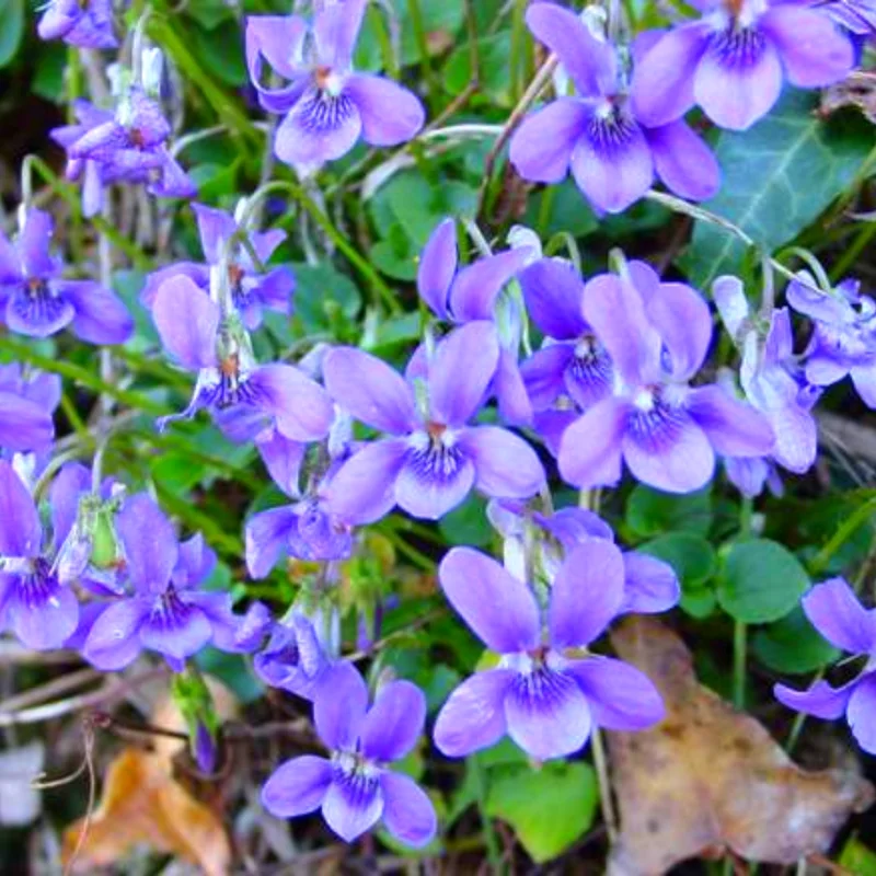 Pack 24 Violet Plants for Garden Planting, Vibrant Blue Purple Colored Flowers, Blue Purple Violet Plants Live