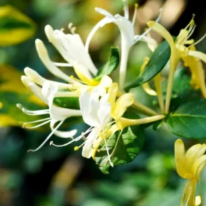 Yellow White Honeysuckle Plants Live, Set 2 Fragrant Climbing Honeysuckle Vine, Honeysuckle Bush for Gardens