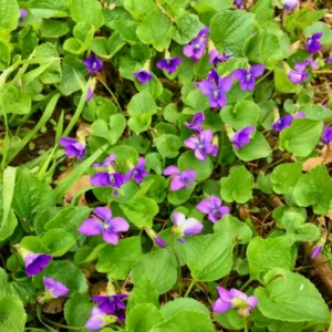 Pack 12 Blue Purple Violet Plants Live, Violet Plants for Garden Planting, Vibrant Blue Purple Colored Flowers