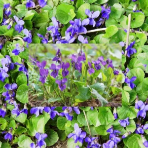 Pack 12 Blue Purple Violet Plants Live, Violet Plants for Garden Planting, Vibrant Blue Purple Colored Flowers