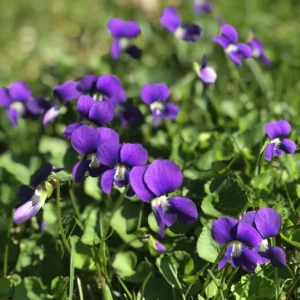 Pack 12 Blue Purple Violet Plants Live, Violet Plants for Garden Planting, Vibrant Blue Purple Colored Flowers