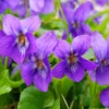 Pack 24 Violet Plants for Garden Planting, Vibrant Blue Purple Colored Flowers, Blue Purple Violet Plants Live